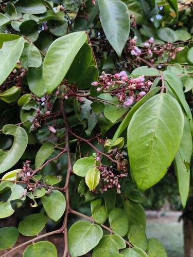 Starfruit