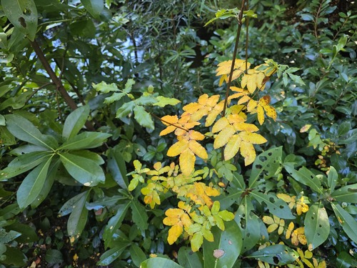 Eucryphia glutinosa, photograph 2