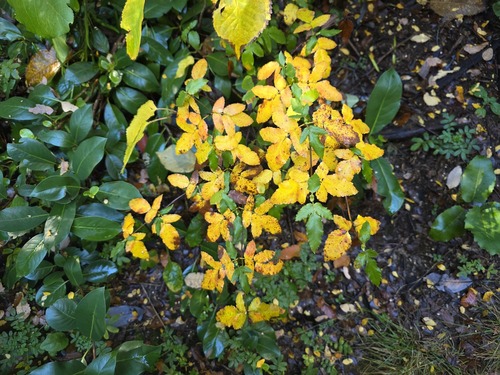 Eucryphia glutinosa