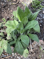 Centaurea montana