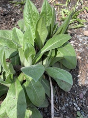 Centaurea montana