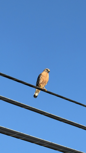 California Red-shouldered Hawk observed by sheilaskye