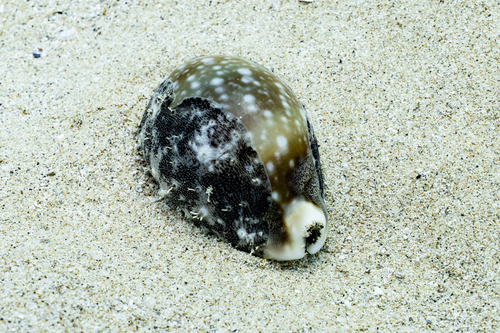 Cypraea vitellus, 2026-05-11