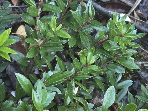 Gaultheria phillyreifolia, photograph 2