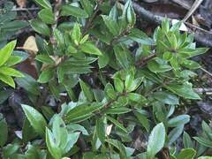 (c) Cesar Ormazabal, some rights reserved (CC BY) Gaultheria phillyreifolia, photograph (c) Cesar Ormazabal, some rights reserved (CC BY)
