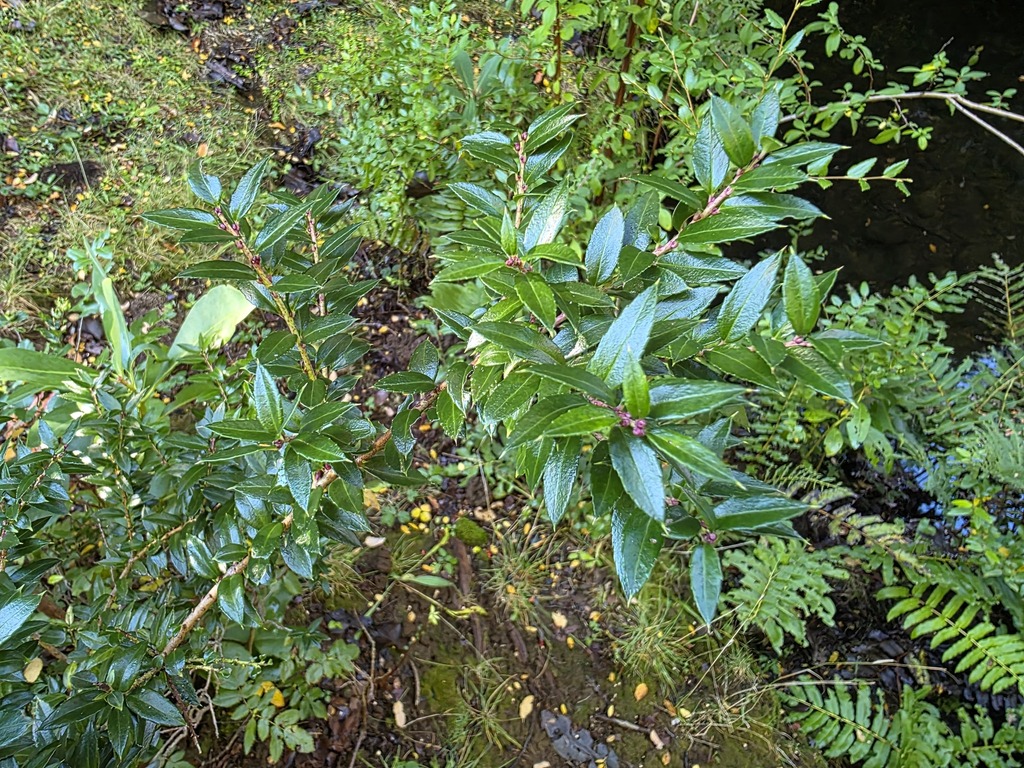 Gaultheria phillyreifolia; photograph (c) Cesar Ormazabal, some rights reserved (CC BY)