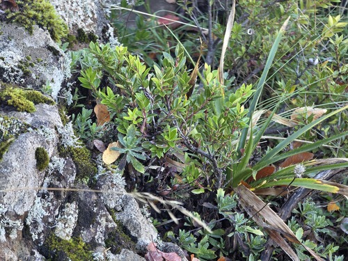 Gaultheria phillyreifolia, photograph 4