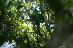 Chiropotes albinasus