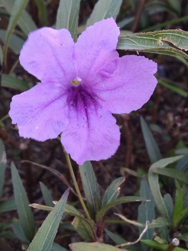 Mexican Ruellia
