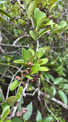 Gymnosporia emarginata