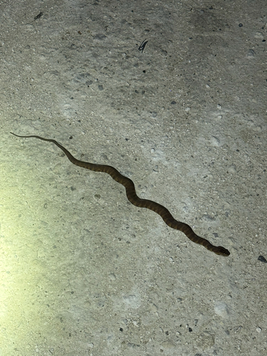 Banded Watersnake observed by owlex