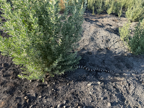 California King Snake observed by drewlz