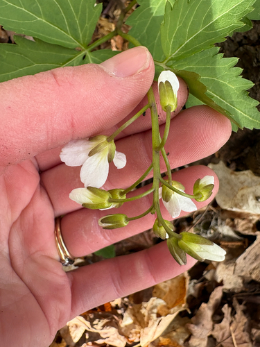 Cardamine maxima, photograph 2
