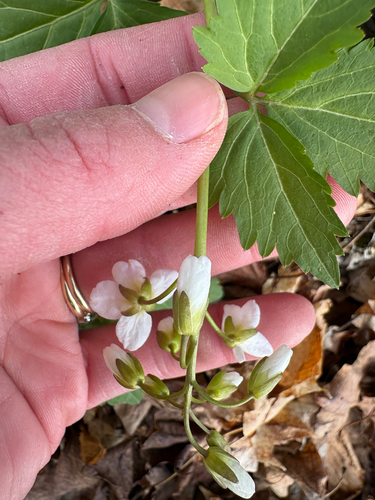 Cardamine maxima, photograph 3