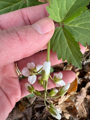 Cardamine maxima, photograph author not stated, no rights reserved