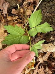 Cardamine maxima