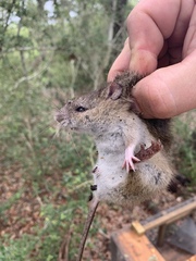 Oryzomys palustris