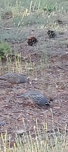 California Quail observed by irish19
