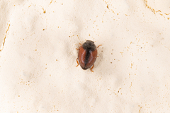 Scymnus suturalis