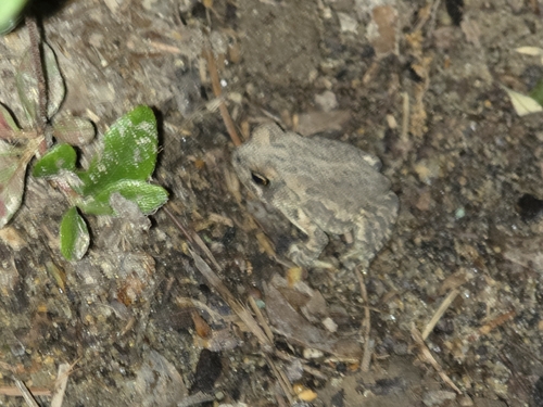 Fowler's Toad observed by inbetweenbays