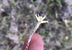 Froelichia humboldtiana