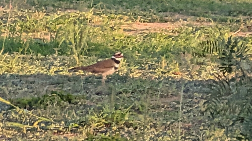 Killdeer observed by puffin21