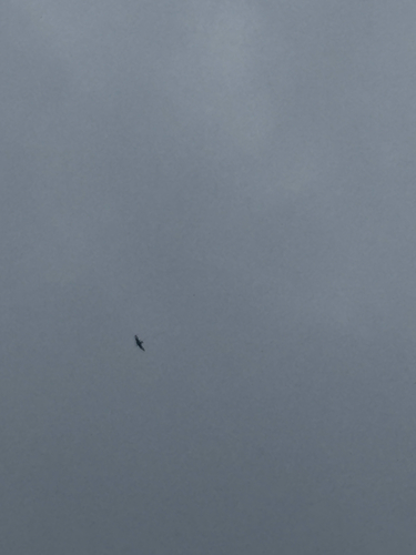 Chimney Swift observed by givehimmothhattan
