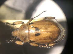 Ancognatha vexans