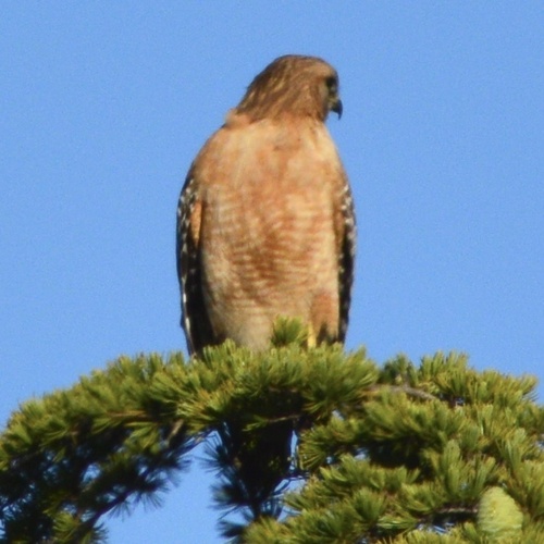 California Red-shouldered Hawk observed by b1rb