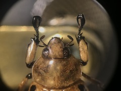 Ancognatha vexans