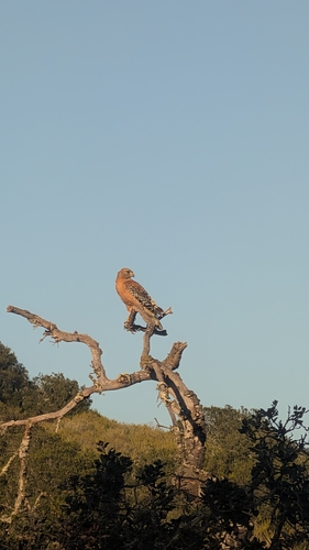 Red-shouldered Hawk observed by yogicamnesiac