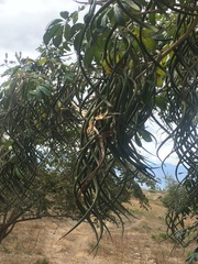 Godmania aesculifolia