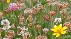 Trifolium hybridum