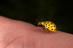Psyllobora vigintiduopunctata