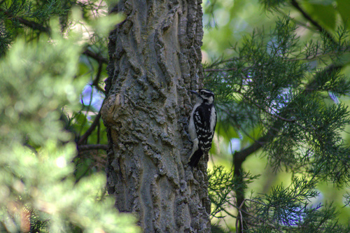 Downy Woodpecker observed by tygerstenberger