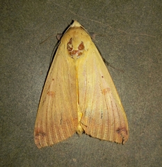 Ophiusa