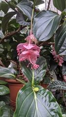Medinilla magnifica