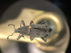 Rhodobaenus nawradii