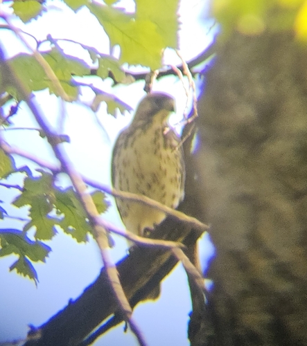Broad-winged Hawk observed by tate_putman