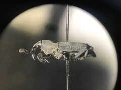 Rhodobaenus nawradii
