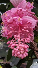 Medinilla magnifica