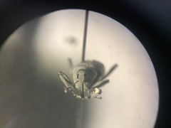 Rhodobaenus nawradii