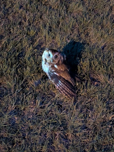 Eastern Screech-Owl observed by bosqueaaron