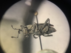 Rhodobaenus nawradii