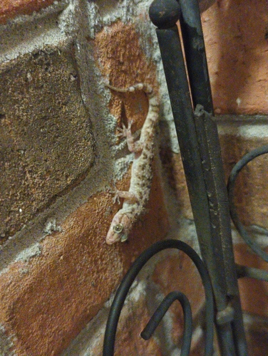 Mediterranean House Gecko