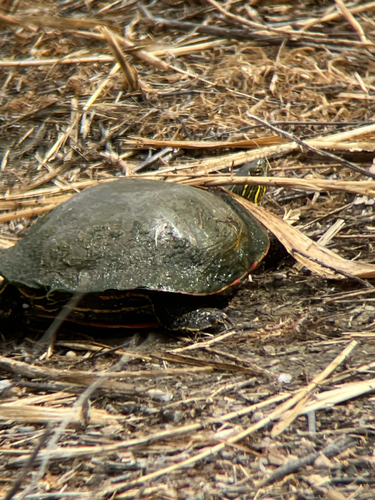 Painted Turtle observed by ethan1616