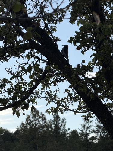 Acorn Woodpecker observed by desertyarrow