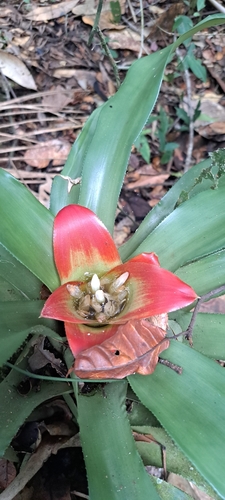 Nidularium longiflorum, photograph 3