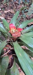 Nidularium longiflorum, photograph (c) Marcio Santos Ferreira, some rights reserved (CC BY)