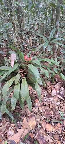 Nidularium longiflorum, photograph 5